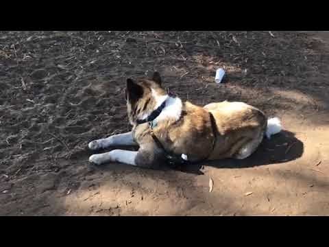 The largest and most calm Akita I have ever met. 170lbs and non aggressive omg