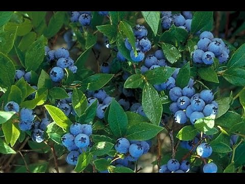 How to grow Blueberries