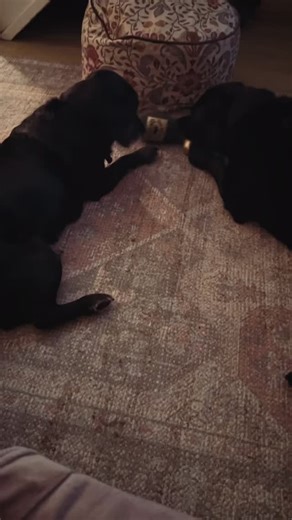 My dog boarding is truly home-from-home — relaxed, personal, and full of love. The only rule is that my dog, Abbie, gets along with yours. She’s known Bodie all her life, and watching their calm evening play together is always joyful and heart-warming.  #homefromhomeboarding #cardiffdogboarding #cardiffdogboardingservices #calmness #safeandrelaxedenvironment #homefromhome #dogsofcardiff #dogs | Walkies | Facebook