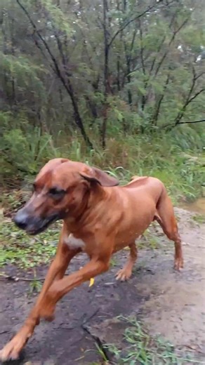 My Ridgeback Loki running around the Aussie bush 😊 (slow motion) #ridgeback #dog #australia