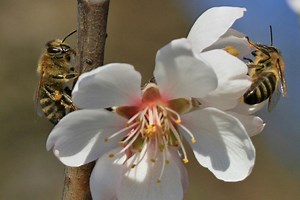 Parts of South and Southeast of the U.S. seeing earliest spring on record