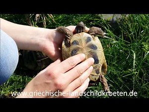 Unterschied zwischen Schildkröten Männchen und Weibchen