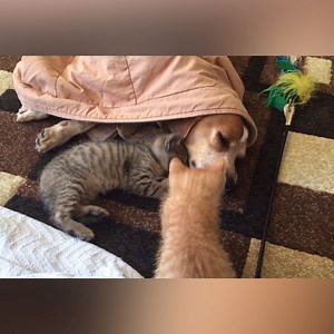 204K views · 4.2K reactions | There's no such thing as too many cats. | Animal Tales | Facebook