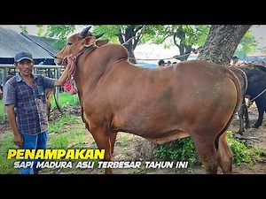 Sapi Madura asli terbesar di pasar ketapang