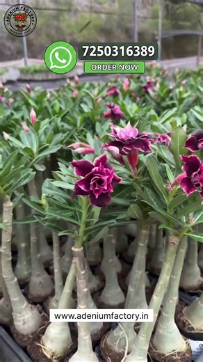Rare Imported Adenium Plant Online Shopping 🪴 #adenium #desertrose #plants #gardening