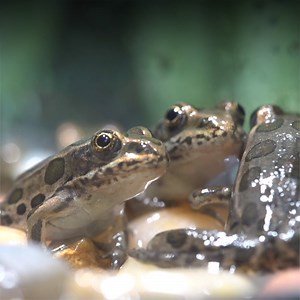 17K views · 959 reactions | An army of imperiled froglets will soon be leaping back into the wild, leaving scientists hoptimistic about this species’ recovery in the Pacific Northwest. | Oregon Zoo | Facebook