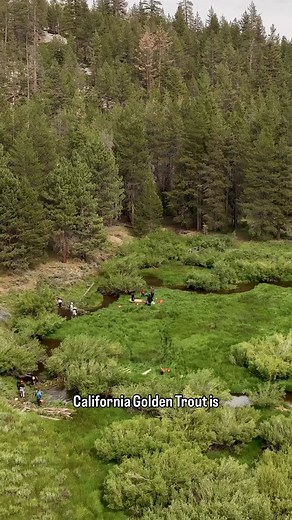 289K views · 4.6K reactions | California’s state fish is as iconic as...