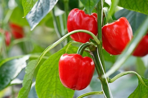 How Long do Pepper Plants Live? – Lifespan by Type