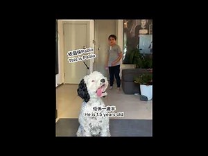 From Shelter Pup to Family Member: Pablo’s Buddy Bites Story