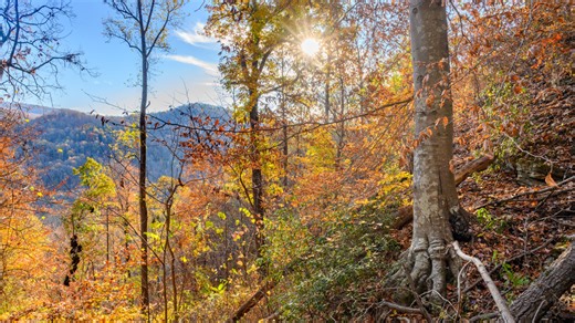 Conserving Carolina buys 192 acres in Polk County for new nature preserve