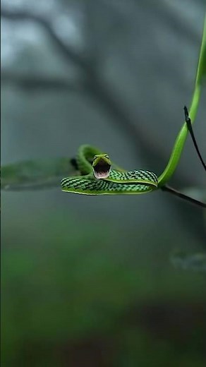 Amazing Snakes Video – Dangerous & Beautiful Snakes in Nature 🐍 | Real Wildlife Footage #snakelogo