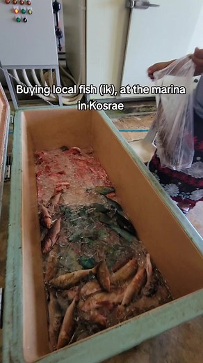 Today we bought some local fish at the Tafunsak marina, in Kosrae, FSM. I can't wait to eat them❤️😀 Follow along to see that video! #momsoftiktok #kosraentiktokers #micronesia #kosraen #micronesian🇫🇲 #chuuk #yap #pohnpei #kosrae #family #fish #mil @Sepe Hadik