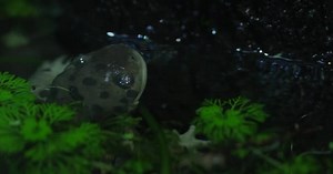 Video Shows Axolotl Type Salamander Aquarium Axolotl Fascinating Creature Can