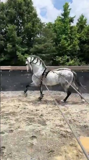 Beautiful Horse Dance Training | Grace & Rhythm in Motion.#DancingHorse #HorseSkills