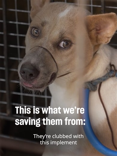 Stop Animal Cruelty: Help Rescue Dogs in Indonesia
