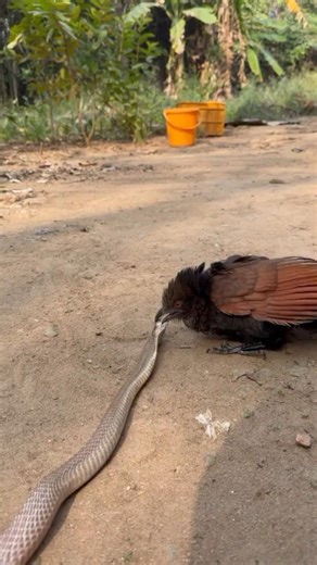 Indian Cobra vs Red Birds Rescue #reels