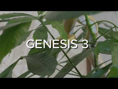 Genesis 3 – The Fall of Man
