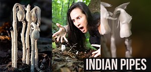 Indian Pipes (Ghost Pipes ) : The Forest's Pain Reliever That Are Risky But Effective - Stone Age Man