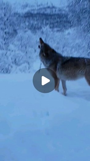 HowlForWolves on Instagram: "Embracing the winter vibes with this mesmerizing video of a lone wolf howling in the snow at dusk. 🐺❄️ Let nature's symphony captivate your senses! 📹© YouTube: ZookeeperRamona . . #WinterWonderland #NatureSounds #SnowyNights #WildlifeMagic #WolfSong #WinterBeauty #SnowyEvening #NatureVibes #ArcticAdventure #WildlifeEncounter #IntoTheWild #NightfallMagic #SnowyScenes #LoneWolf #WinterHowls #FrozenWonders #MoonlitMoments #ArcticSerenade #WildlifeWednesd