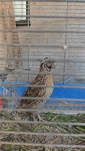 Jumbo male quail sound