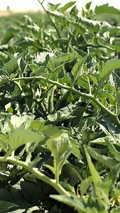 5 Causes of Flower Drop Farmers Ignore and Their Solutions Heat stress at flowering reduces pollen viability and weakens fruit set. Solution: Maintain optimum temperature using shade nets, ventilation, or protected cultivation to reduce heat load during flowering. Moisture fluctuation creates plant stress and interrupts nutrient uptake. Solution: Follow uniform irrigation schedules and use drip irrigation to maintain consistent root-zone moisture. Excess nitrogen promotes leaf growth at the cost