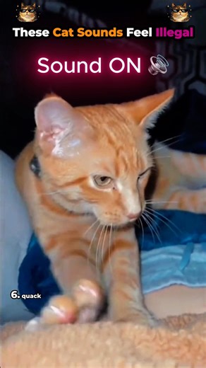 These Cat Sounds Feel Illegal 😭🐱