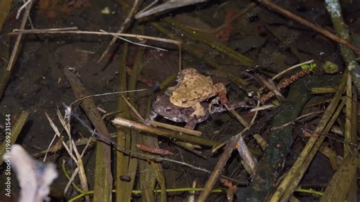 Common European Toad Pair Mating In Shallow Pond Among Submerged Vegetation During Breeding Season, Close Up Shot