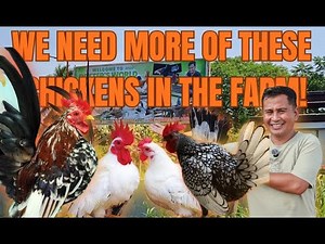 This Tiny Chicken Changed How I See My Farm