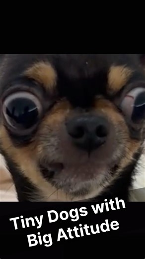 Tiny Cute & Funny Angry Dogs Compilation, Small but Fierce