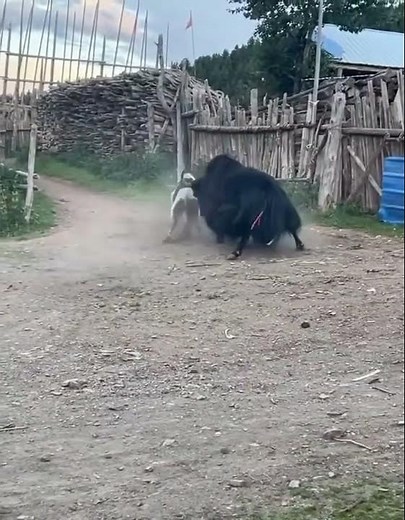 Yak vs Bull full fight