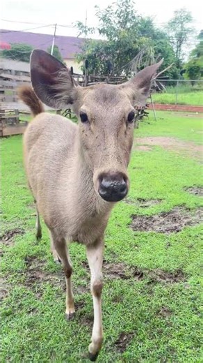 amazing animals #eat#animals #wildlife #nature