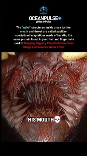 Sea Turtle Mouth ☠️🐢 #shorts