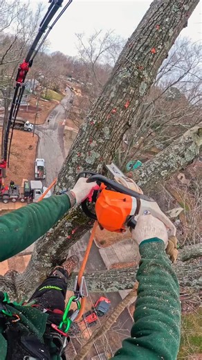 cuts with the Palfinger #palfinger #treeremoval #climber #arborist | Dixon Guzmán