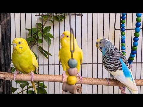 3 Hours of Parakeet Sounds Birds Adore | Real Flock Calls & Natural Happiness