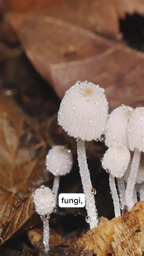 16K views · 350 reactions | Fungal organisms are natural decomposers!...