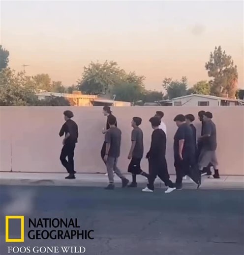 FOOS GONE WILD on Instagram: "THE GREAT EDGAR MIGRATION BEGINS... WHERE ARE THESE FOOS GOING?"