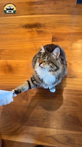 Marble our blind cat is ready for the weekend ❤️ | The Asher House