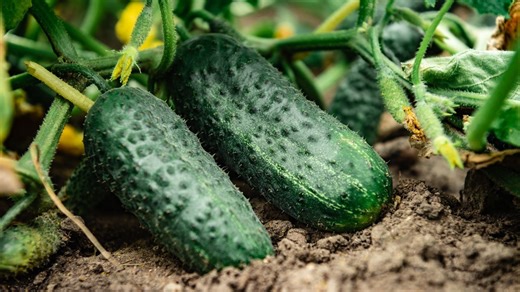 Bush vs. Vining Cucumbers: Which Is Right for Your Garden?