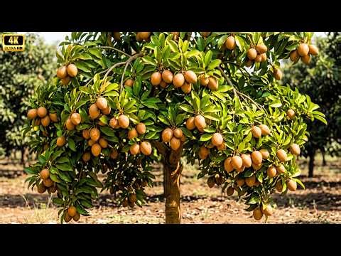 Close-Up of 60,000 Sapodilla Trees Producing Extra Large Fruits in Rural Kerala India