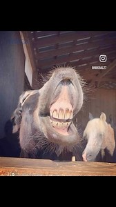 1.4K reactions · 197 shares | We almost forgot #flehmenfriday at #peacefulvalleydonkeyrescue #pvdr #donkeyadoption #donkeyrescue #nonprofit #donkeydonation | Peaceful Valley Donkey Rescue | Facebook