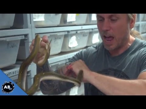 Man Lets Snakes Bite Just For Fun!!! SnakeBytesTV