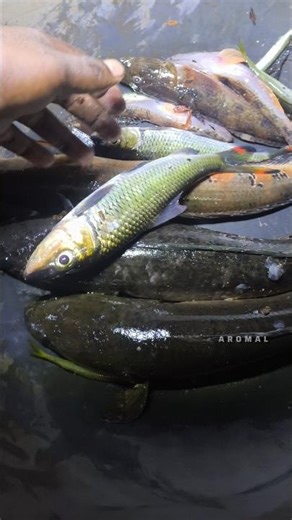 രാത്രി പിടിച്ച മീൻ |#nature #fishing #viral #2026