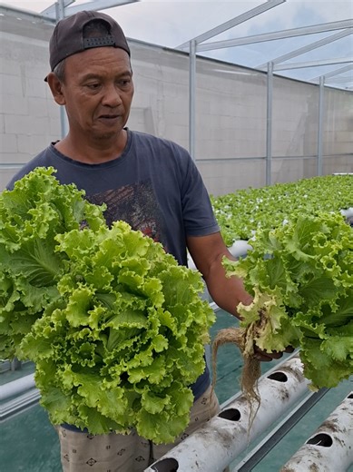 Panen Sayur Hidroponik: Selada Besar dan Segar