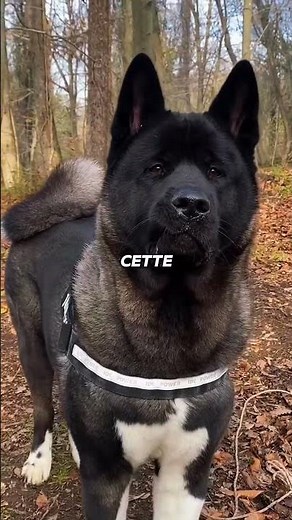 These dog breeds are a nightmare for beginners.