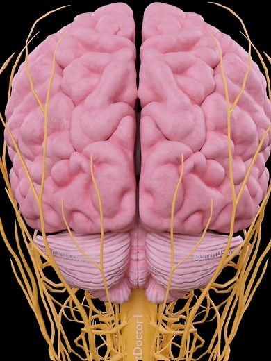 Understanding the Human Brain: Cerebrum, Cerebellum, and Brainstem