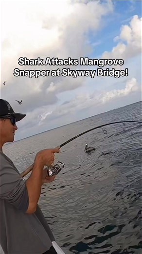 We had a shark attack a mangrove snapper at skyway fishing pier! #snapperfishing #tampabay #OffshoreFishing | Groupermvp