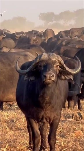 Golden Hour in the Okavango Delta: Botswana’s Spectacular Safari!