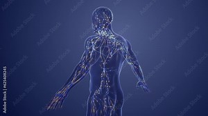 3d Anatomy of human lymphatic system Stock Video