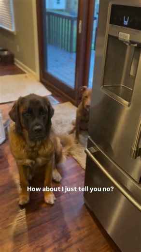 Bernese Mountain Dog Training