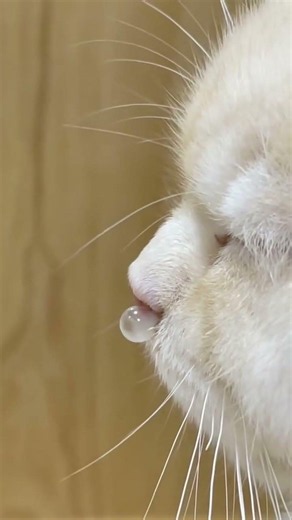 Funniest cat ever🤣